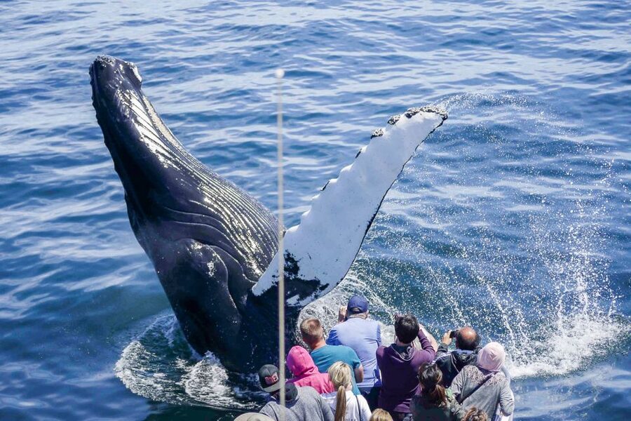 Boston: City Cruises Whale Watching Cruise - Following the itinerary: Castle Island, the islands, then Stellwagen Bank