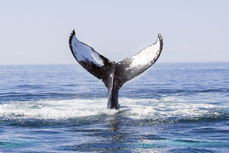Boston: City Cruises Whale Watching Cruise - Naturalists from the New England Aquarium: what the onboard talks add