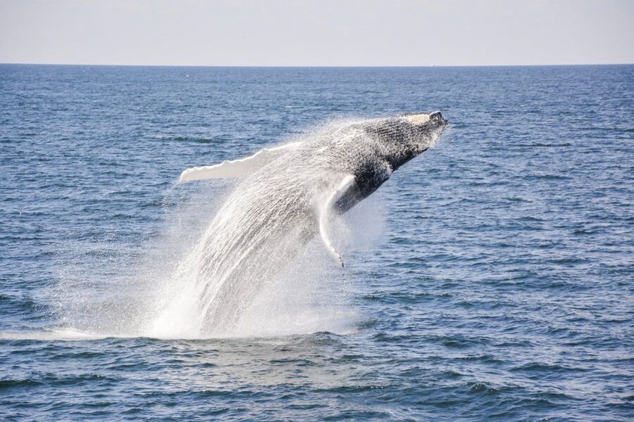 Boston: City Cruises Whale Watching Cruise - Comfort, snacks, and the day-to-day reality of sea conditions