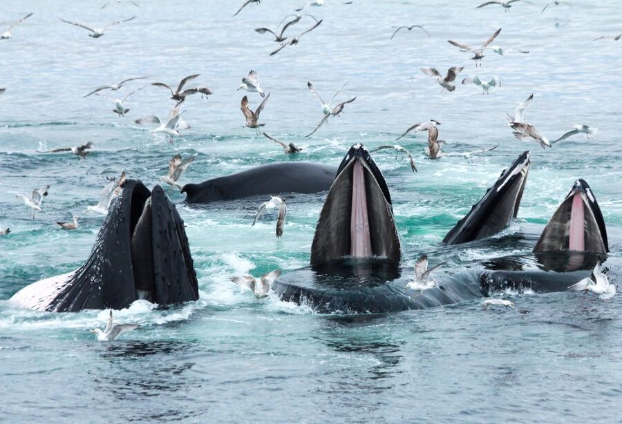 Boston: City Cruises Whale Watching Cruise - The best photo and spotting habits when whales surface
