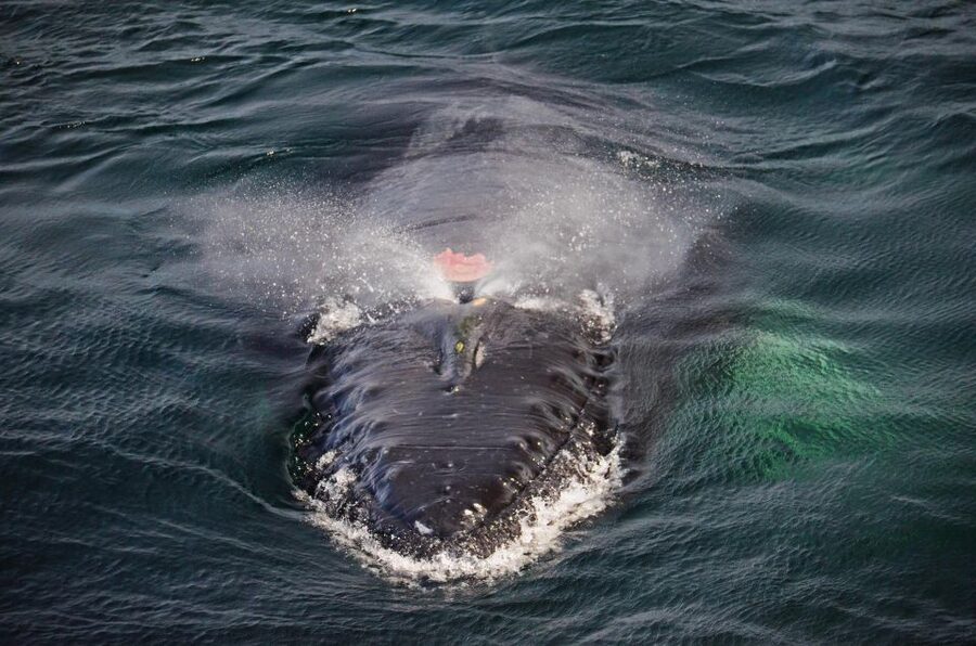 Boston: City Cruises Whale Watching Cruise - Who should book this Boston whale watching cruise?