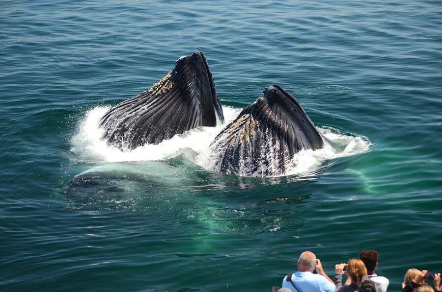 Boston: City Cruises Whale Watching Cruise - Should you book Boston Harbor City Cruises whale watching?