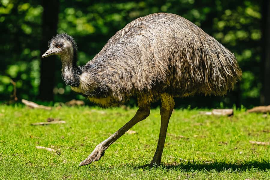 Boston: Franklin Park Zoo Entry Ticket - Key things to know before you go