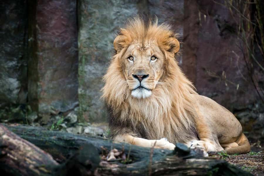 Boston: Franklin Park Zoo Entry Ticket - Franklin Park Zoo grounds: 72 acres, easy strolling, real animal time