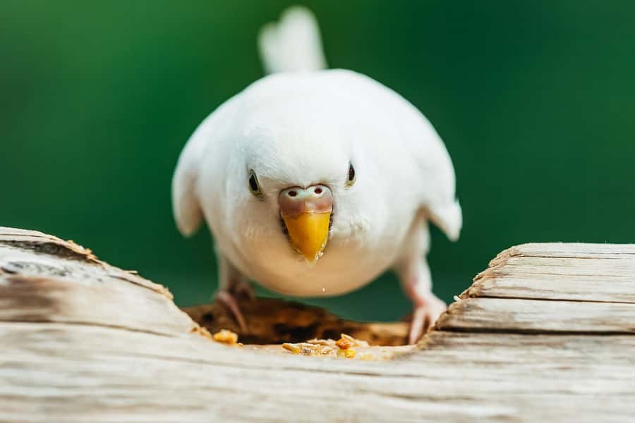 Boston: Franklin Park Zoo Entry Ticket - Butterfly Hollow, Outback Trail, and the Aussie Aviary: give your day variety