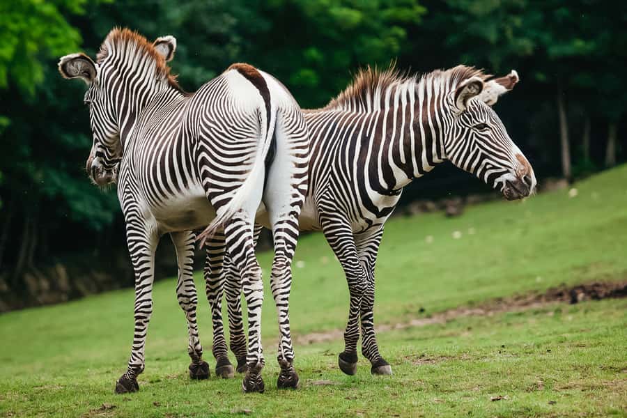 Boston: Franklin Park Zoo Entry Ticket - FAQ