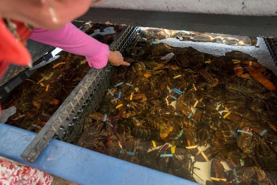 Boston: Guided Seafood Tasting and History Tour - Walking Comfort and Timing: A 150-Minute Food and History Loop