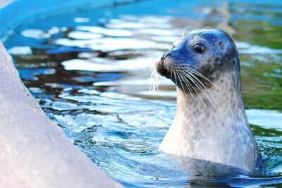 Boston Pass: 40+ Things To Do – Includes Franklin Park Zoo