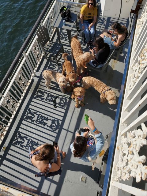 Boston: Scenic Harbor Cruise (Dog-Friendly) - Final call: Should you book the Boston Harbor cruise?