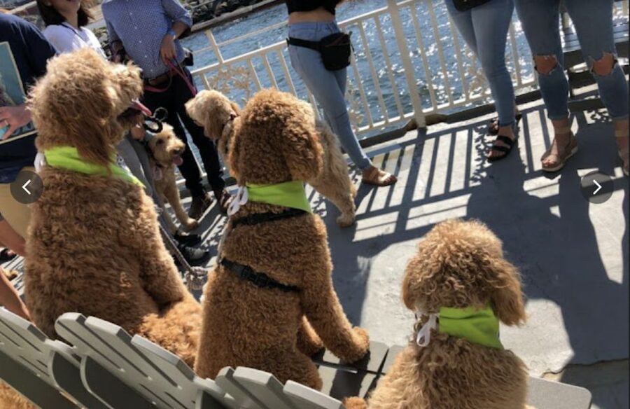 Boston: Scenic Harbor Cruise (Dog-Friendly) - Where you board at Rowes Wharf, and why arriving early helps