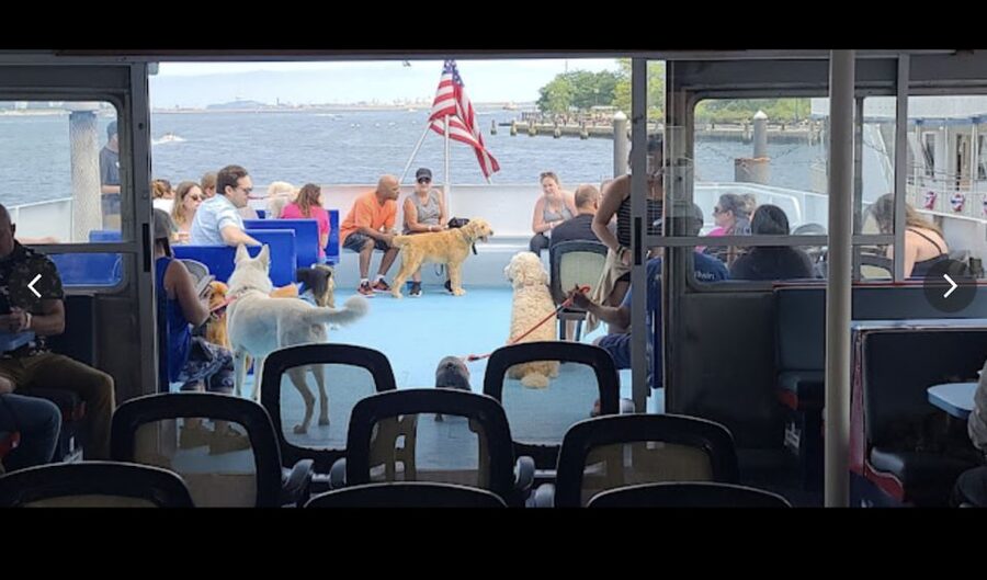 Boston: Scenic Harbor Cruise (Dog-Friendly) - Who should book this cruise, and who might look elsewhere