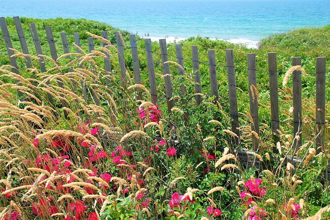 Boston to Martha's Vineyard Day Trip with Optional Island Tour - Comfort, Group Size, and What to Expect on the Buses