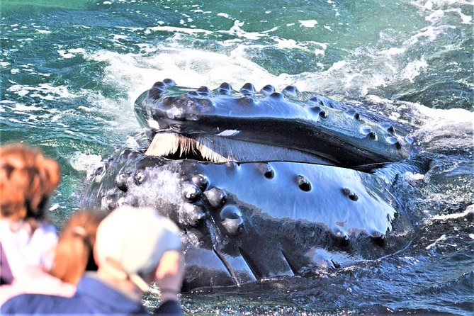 City Cruises Boston Whale Watching Cruise by High-Speed Boat - Key things to know before you board