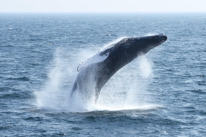 City Cruises Boston Whale Watching Cruise by High-Speed Boat - Timing, comfort, and what to pack for 3 hours 30 minutes on the water