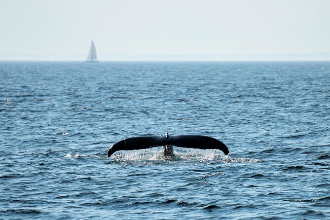 City Cruises Boston Whale Watching Cruise by High-Speed Boat - Food and drinks on board: simple, flexible, and not included