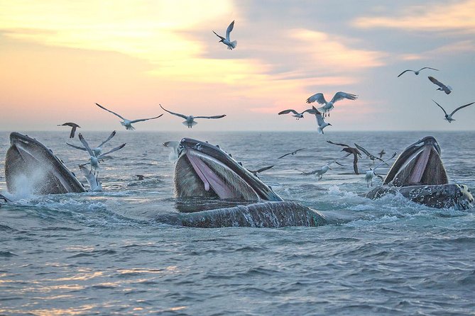 City Cruises Boston Whale Watching Cruise by High-Speed Boat - Price and value: is $85.56 a good deal for Boston?
