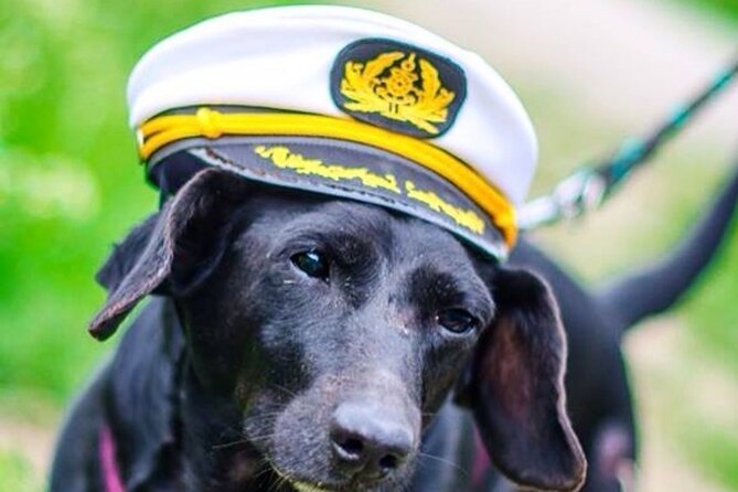Dog Day of Summer Harbor Cruise in Boston - Price and timing: what $28 buys you in Boston
