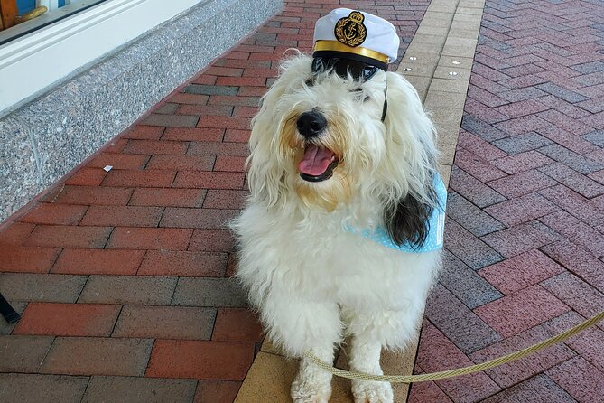Dog Day of Summer Harbor Cruise in Boston - Hot-day reality check: older boat, no central A/C, and how to handle it