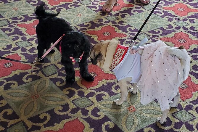 Dog Day of Summer Harbor Cruise in Boston - Who should book this dog day cruise, and who should think twice