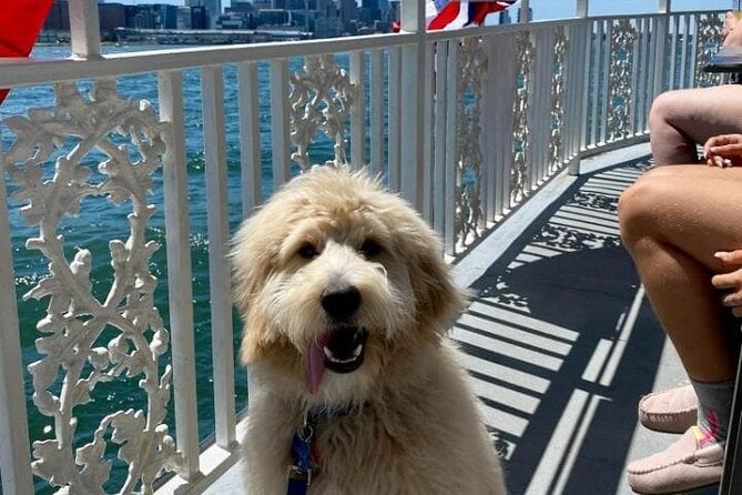 Dog Day of Summer Harbor Cruise in Boston - Practical tips for your Rowes Wharf boarding day