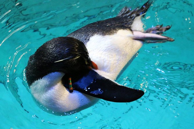 New England Aquarium Admission Ticket in Boston - Penguin Colony: more than 50 penguins, and where to fit it in