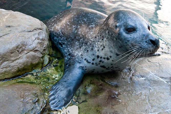 New England Aquarium Admission Ticket in Boston - Turtles and hands-on feeding: Myrtle’s long residency