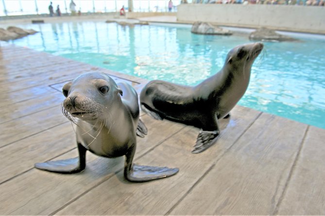 New England Aquarium Admission Ticket in Boston - Touch Tank: a fun break that keeps kids from melting down