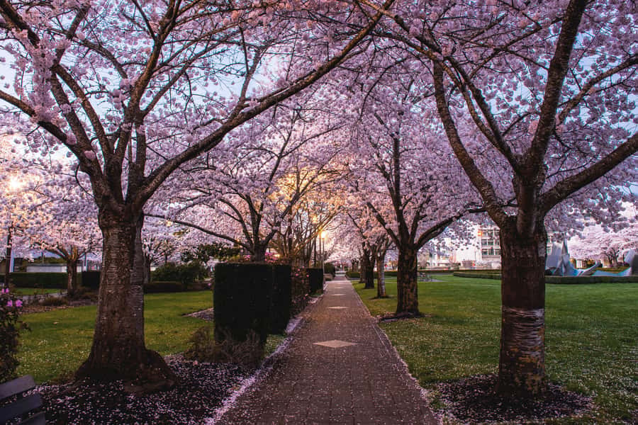 Salem: Witch Trial Walking Tour - Key Things I’d Plan Around Before You Go