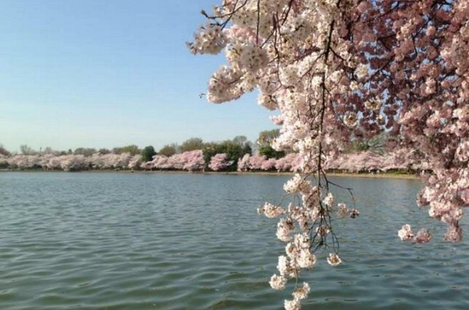 Washington D.C. Cherry Blossom,Baltimore 3-Day Tour from Boston - The Wharf DC for a long waterfront break (and lunch time)