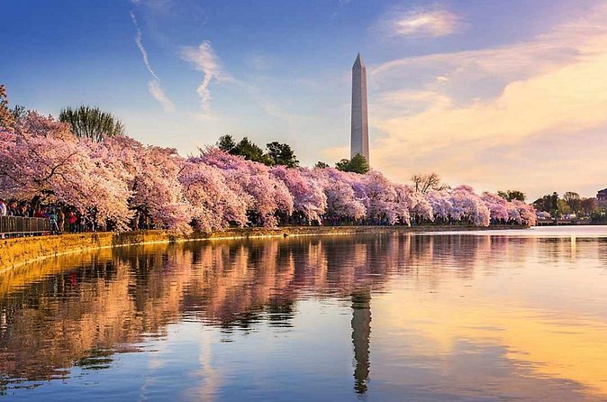 Washington D.C. Cherry Blossom,Baltimore 3-Day Tour from Boston - East Potomac Park and Hains Point: the 4.4-mile loop that many people remember