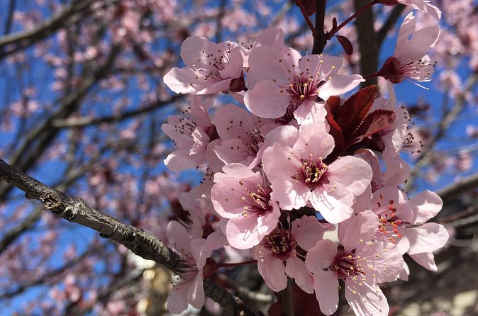Washington D.C. Cherry Blossom,Baltimore 3-Day Tour from Boston - Day 3 Baltimore Inner Harbor: the quick hit you can actually enjoy