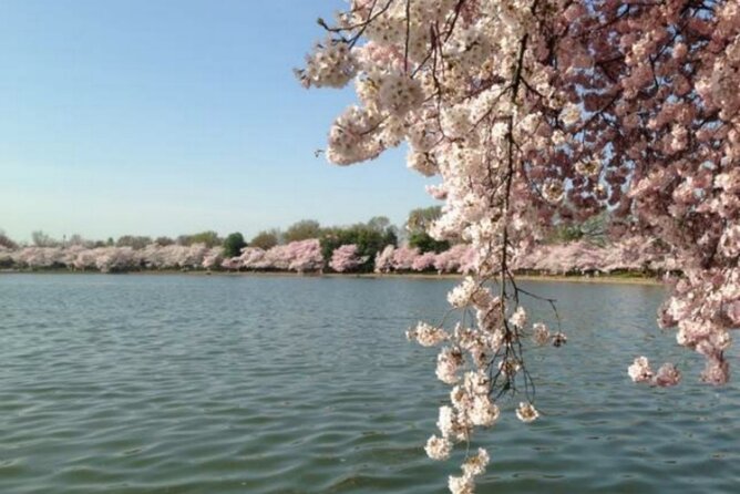 Washington D.C. Cherry Blossom,Baltimore 3-Day Tour from Boston - Guidance, comfort, and pace: what the tour experience feels like
