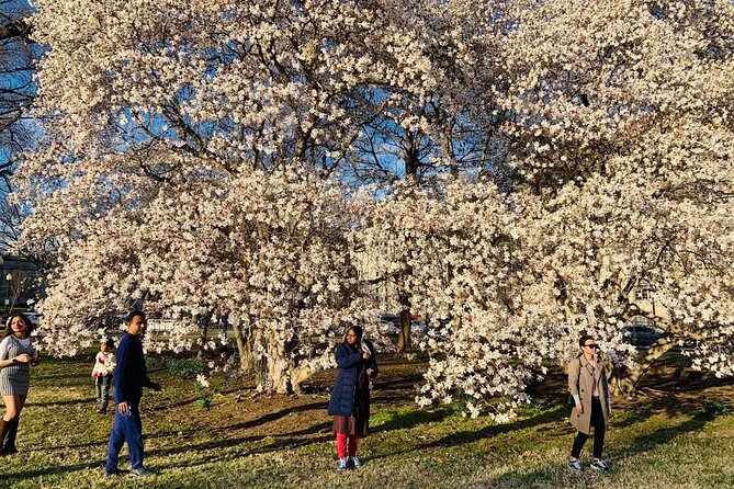 Washington D.C. Cherry Blossom,Baltimore 3-Day Tour from Boston - Who should book this Washington DC cherry blossom tour from Boston